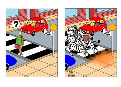 Man on Zebra Crossing gets run over by Zebras 