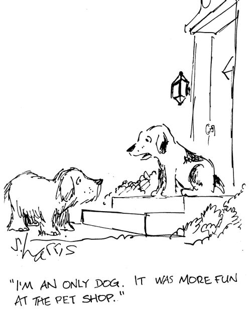 "I'm an only dog. It was more fun at the pet shop."