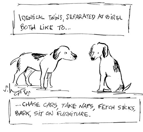 Identical twins, separated at birth.  Both like to...chase cars, take naps, fetch sticks, bark, sit on furniture.