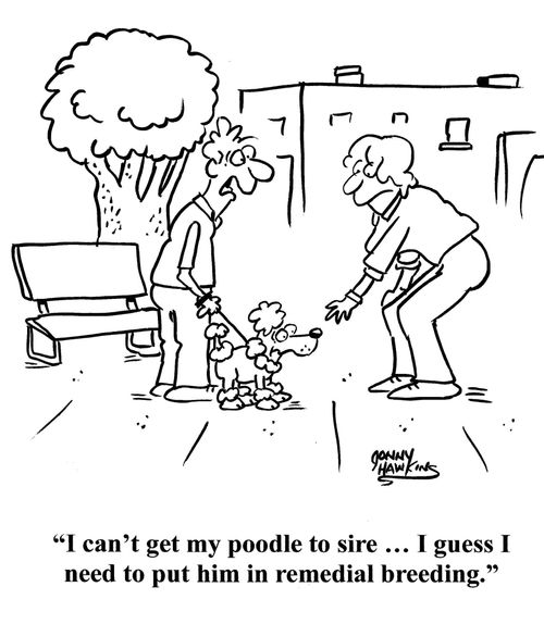 "I can't get my poodle to sire ... I guess I need to put him in remedial breeding."