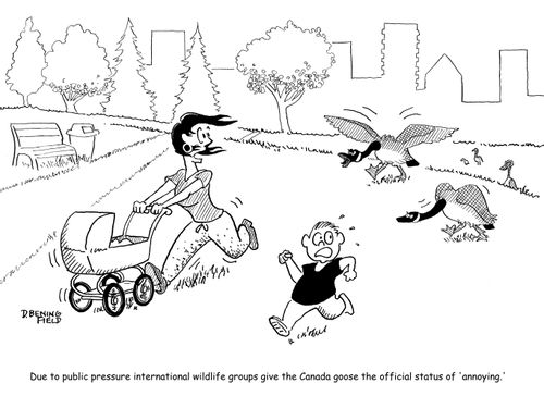 Due to public pressure international wildlife groups give the Canada goose the official status of 'annoying.'