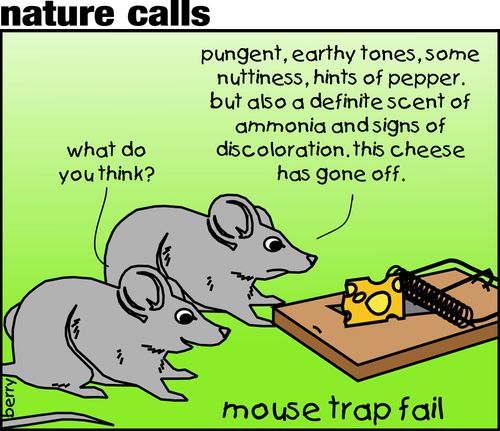 Mouse Trap Fail