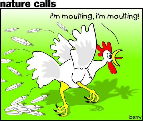 "I'm moulting, I'm moulting."