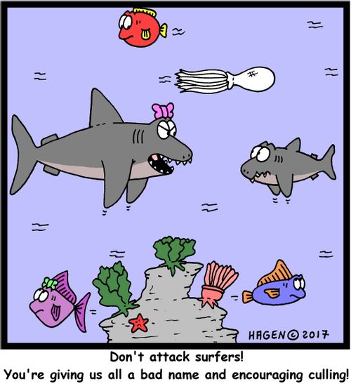 "Don't attack surfers! You're giving us all a bad name and encouraging culling!"