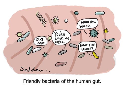Friendly bacteria of the human gut.