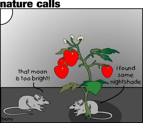 Nightshade