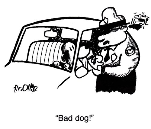 "Bad dog!"
