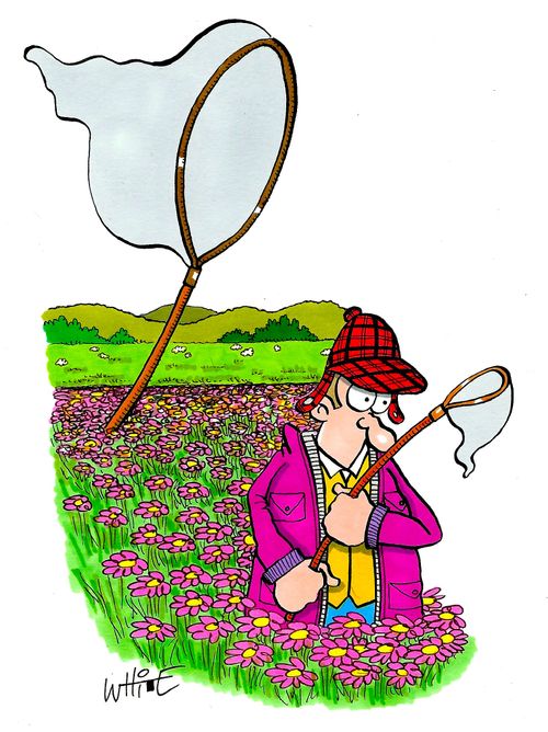 Butterfly Collector