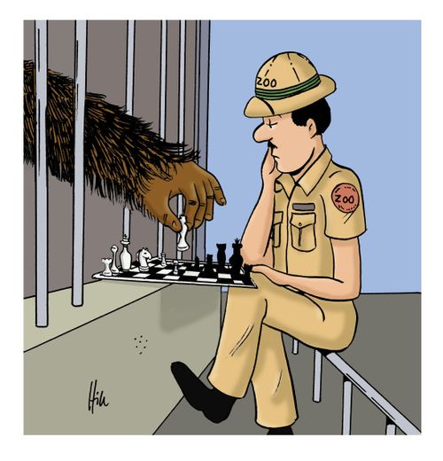 A gorilla plays chess with his keeper.