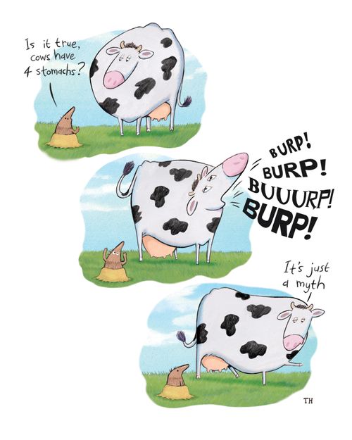 "Is it true, cows have four stomachs?"