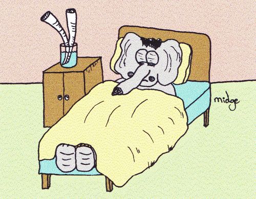 Old Age Elephant