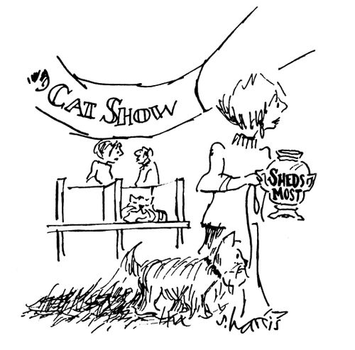 Cat Show - Sheds Most