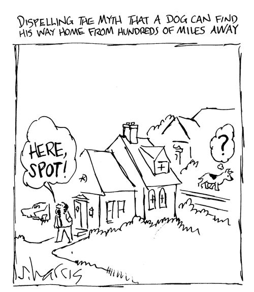 Dispelling the myth that a dog can find his way home from hundreds of miles away.