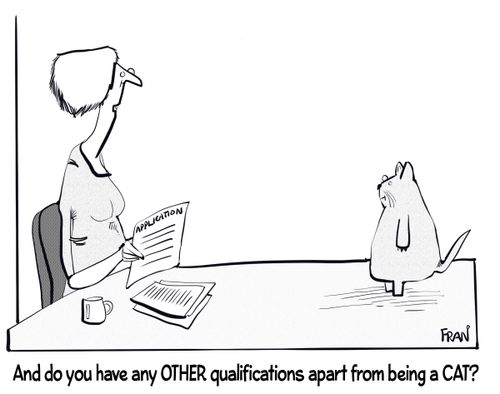 "Do you have any other qualifications apart from being a cat?"