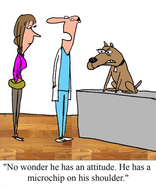 "No wonder he has an attitude. He has a microchip on his shoulder."