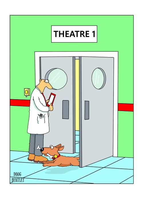 Dog leaving operating theatre in a hurry with a bone in his mouth