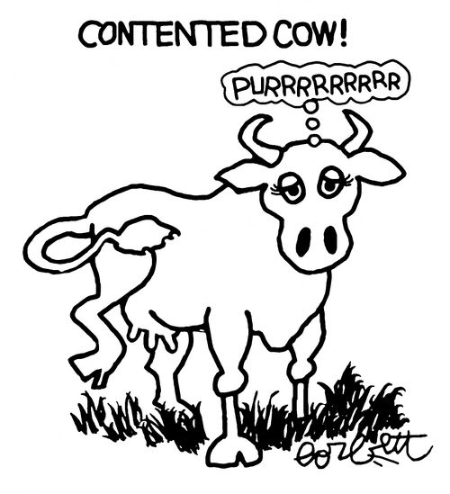 Contented Cow! 