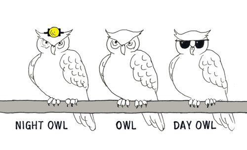 Night Owl, Owl, Day Owl.