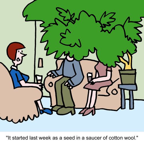 "It started last week as a seed in a saucer of cotton wool."