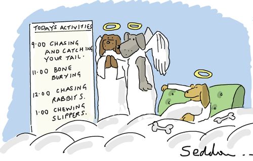 Dog Heaven