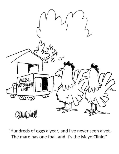 "Hundreds of eggs a year, and I've never seen a vet. The Mare has one foal, and it's the Mayo Clinic."