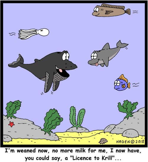 "I'm weaned now, no more milk for me, I now have, you could say, a 'Licence to Krill'..."