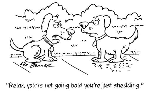 "Relax. you're not going bald you're just shedding."
