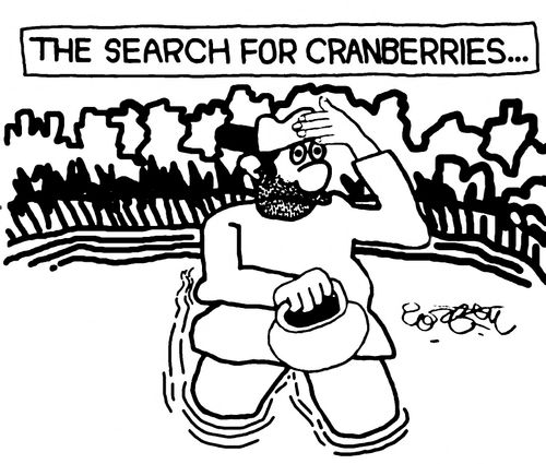 The search for cranberries...