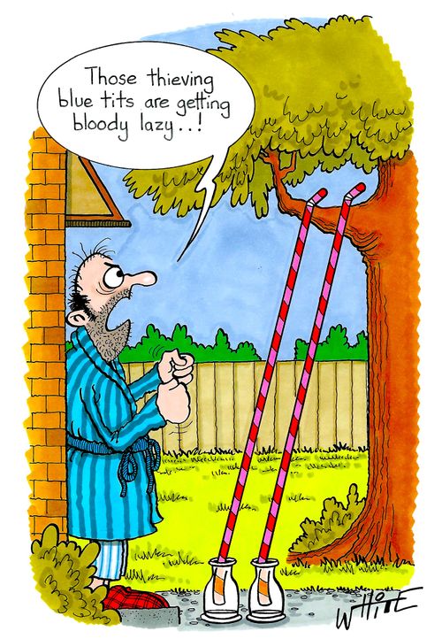 "Those thieving blue tits are getting bloody lazy...!"