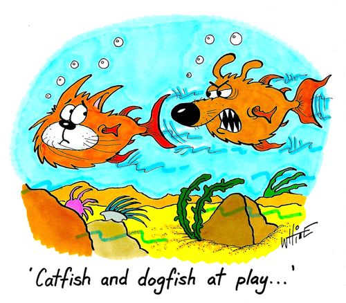 "Catfish and dogfish at play..."
