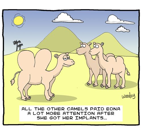 All the other camels paid Edna alot more attention after she got her implants...