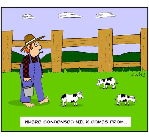 "Where condensed milk comes from..."