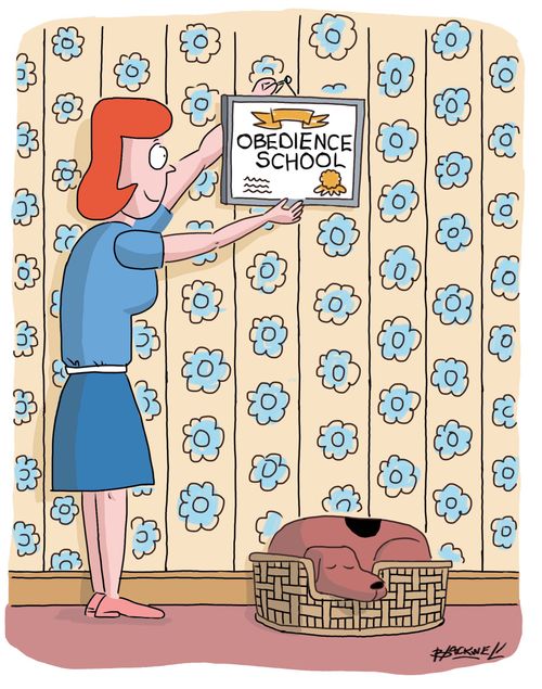 Pet owner hanging Obedience School diploma