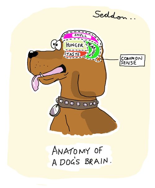 Anatomy Of A Dog's Brain