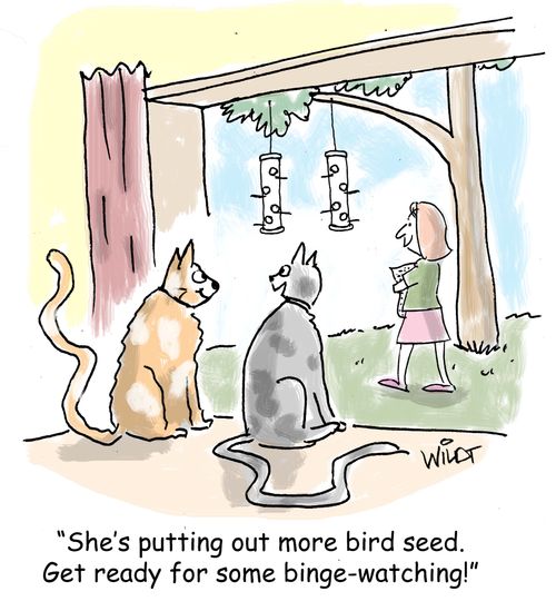 "She's putting out more bird seed. Get ready for some binge watching!"