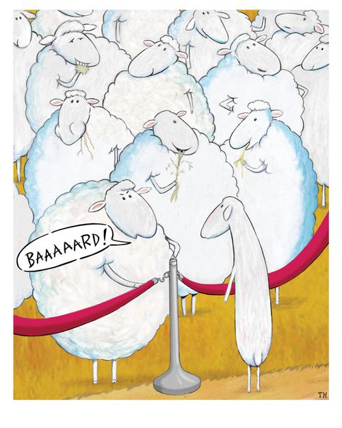 Shorn sheep gets Baaaaard!