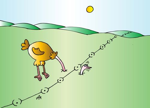 Ostrich 