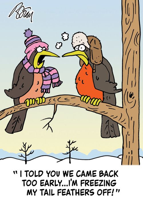 "I told you we came back too early...I'm freezing my tail feathers off!"