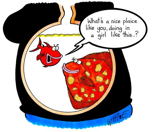 "What's a nice plaice like you, doing in a girl like this...?"