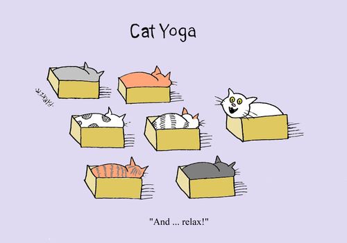 Cat Yoga