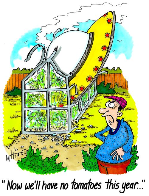 "Now we'll have no tomatoes this year..."