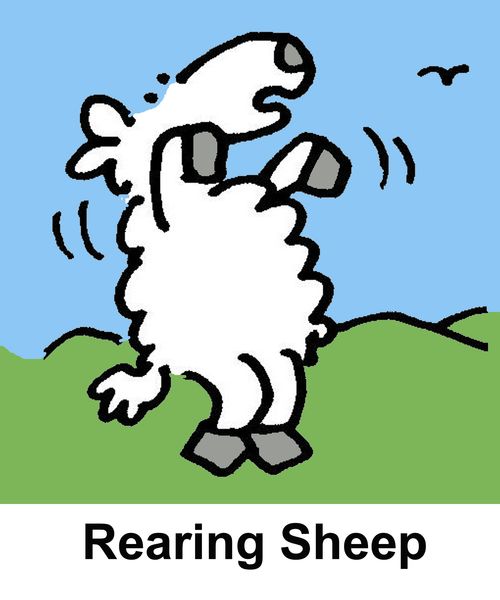 Rearing Sheep