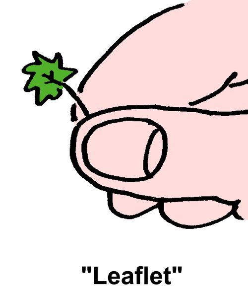 Leaflet