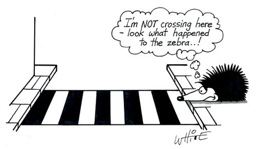 "I'm not crossing here - look what happened to the zebra...!"