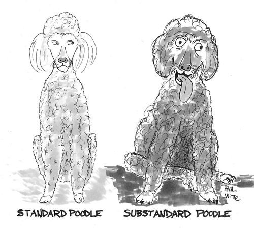 Standard Poodle/Substandard Poodle