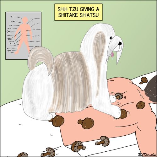 Shih Tzu Giving a Shiitake Shiatsu