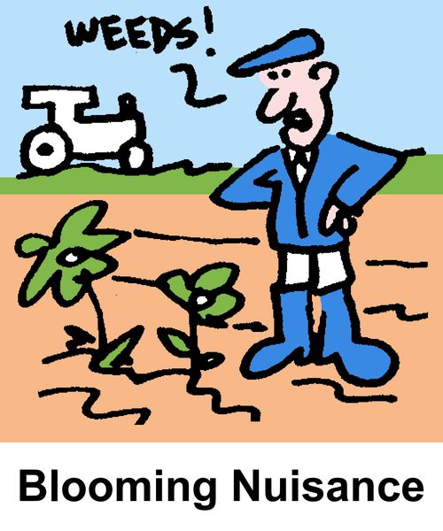 Blooming Nuisance