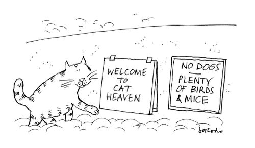 Welcome to Cat Heaven