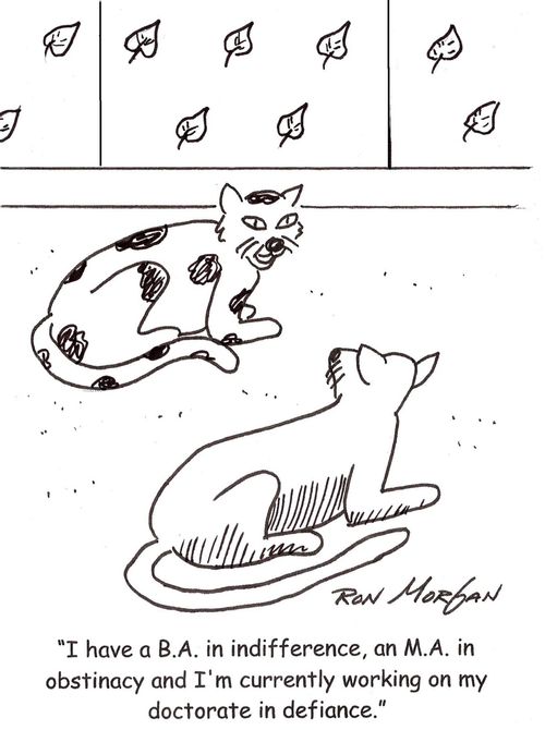 "I have a B.A. in indifference, an M.A. in obstinacy and I'm currently working on my doctorate in defiance."