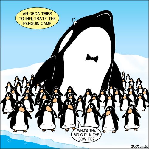 An orca tries to infiltrate the penguin camp.